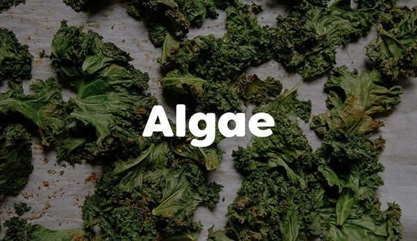 Algae can be rich in protein Algae can be rich in protein