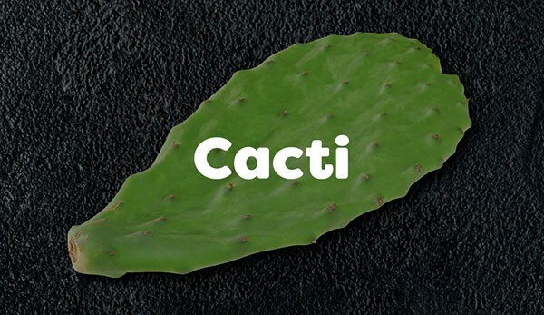 Edible cacti have long been a part of Mexican cuisine Edible cacti have long been a part of Mexican cuisine