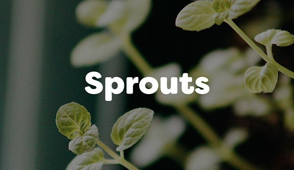 Sprouts are delicious as a side dish topped with a light dressing or in soups Sprouts are delicious as a side dish topped with a light dressing or in soups