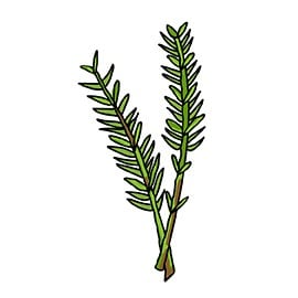 Rosemary
