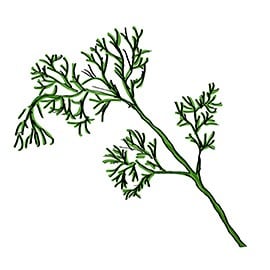 Dill