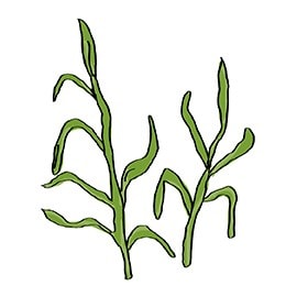 Tarragon