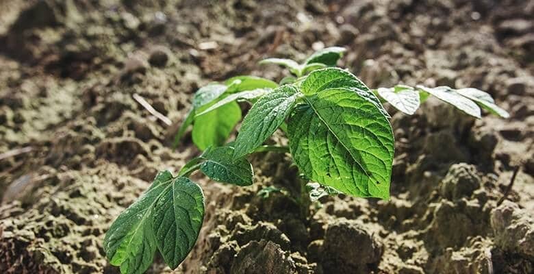 plant growing in fertilizer plant growing in fertilizer