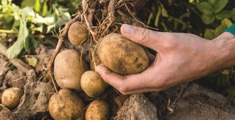 harvesting potatoes harvesting potatoes