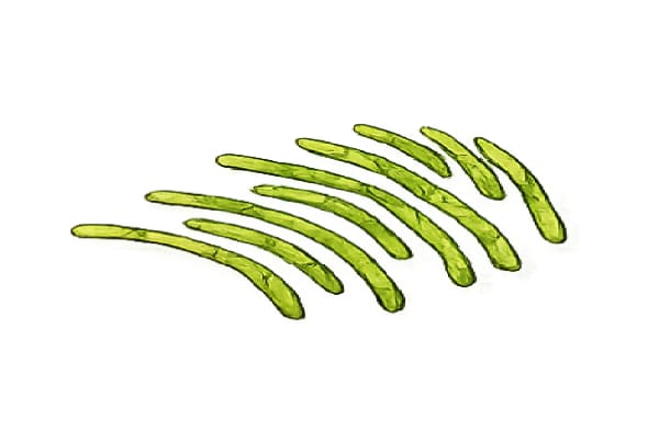 Chiffonade img
